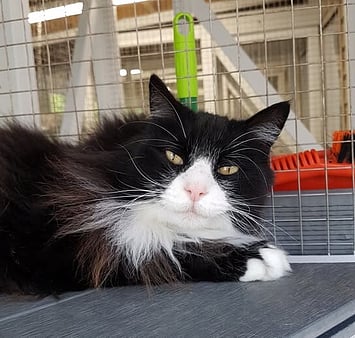 Keepin Katz facility memorial - black and white fluffy cat