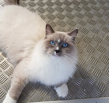 Black and grey cat memorial at Keepin Katz