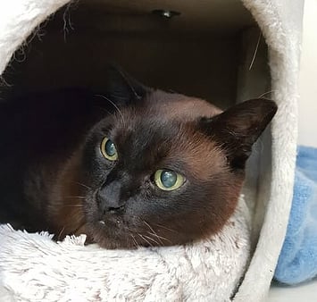 Keepin Katz memorial - black  feline