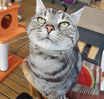 Memorial photo of grey and white Keepin Katz cat