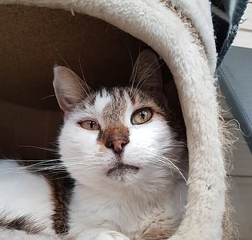 Memorial: grey and white cat from facility