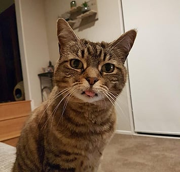 Affectionate cat memorial from Keepin Katz 