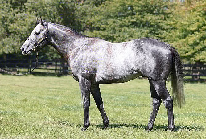 Per Incanto&rsquo;s Group One winning son Little Brose at Little Avondale Stud  - Photo: supplied