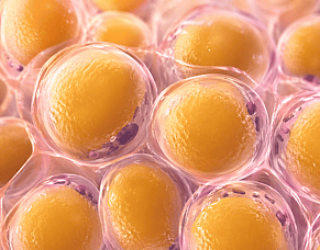 Fat is not the Enemy