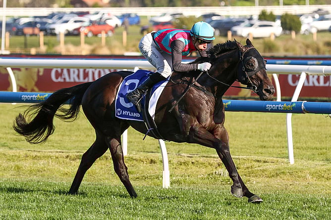 Multiple Group One winner Antino has been retired   - Photo: Bruno Cannatelli
