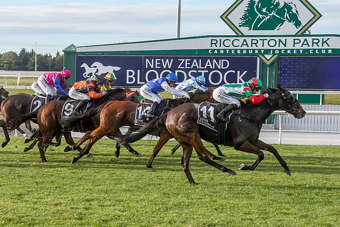 Bauble winning the Gr.3 Coca-Cola Canterbury Gold Cup (2000m).  - Photo: Race Images South