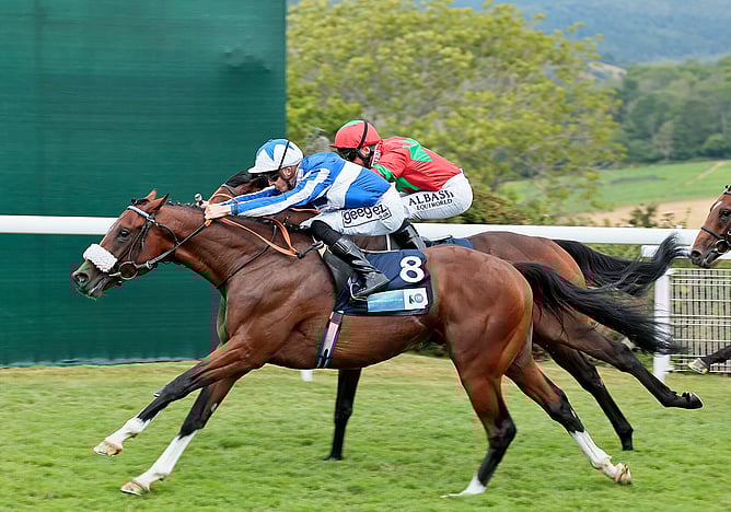 Group One performer The Foxes has joined the Novara Park Stud roster  - Photo: supplied